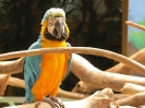 Bird Paradise