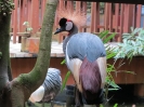 Bird Paradise