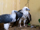 Bird Paradise