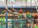 Bird Paradise