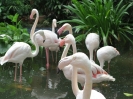 Bird Paradise