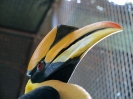 Bird Paradise