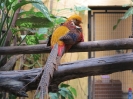 Bird Paradise