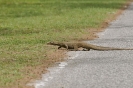 Varano