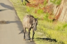 Cavallo in libertà