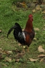 Gallo ruspante