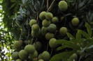 Manghi