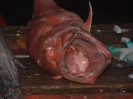 Pesce rosso