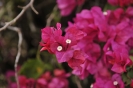Bougainvillea