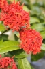 Ixora Coccinea