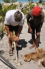 Apertura del cocco