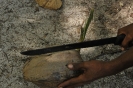Germoglio del cocco