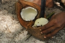 Germoglio di cocco