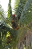 Hio sul cocco