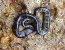 Serpente marino