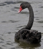Cigno nero sul lago Taupo