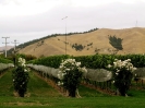 Vigneti nel Marlborough