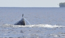 Balena