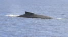 Balena