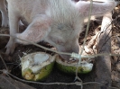 Palmerston