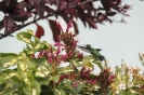 Un bel colibrì 