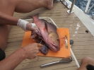 Red Snapper