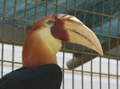 Kokomo