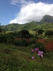 Vallate