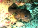 Pesce palla