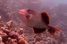 Balestra pinnegialle
