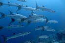 Barracuda