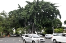Un albero speciale