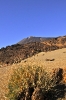 Fiori sul Teide