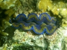 THAILANDIA, Ko Ha Yai