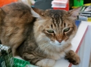 I gatti di Phi Phi