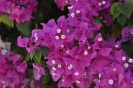 Fiori